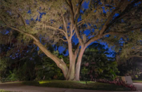 Tree & Landscape Lighting