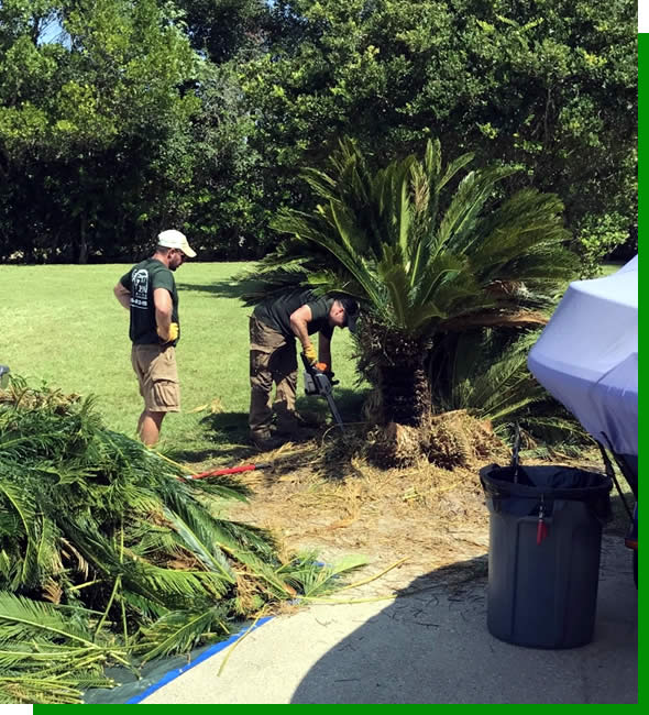 Professional Palm Tree Trimming & Pruning Services near me Florida